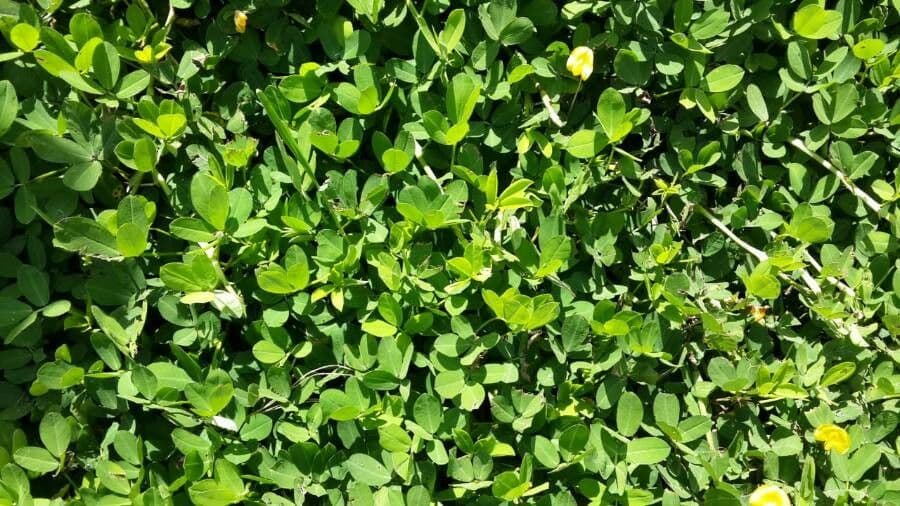 Arachis pintoi 10