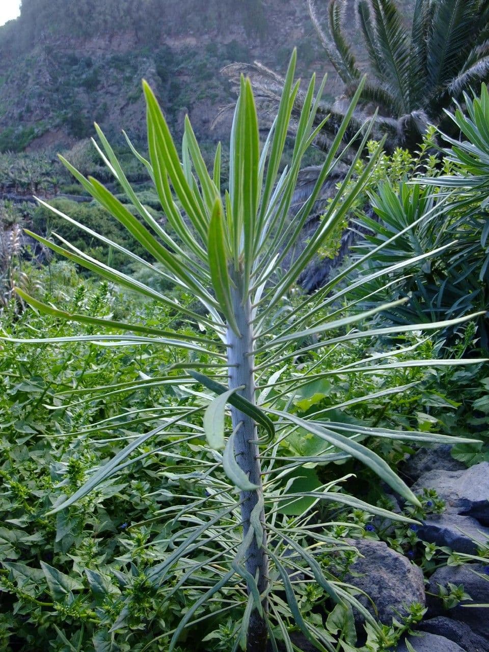 Kleinia 30