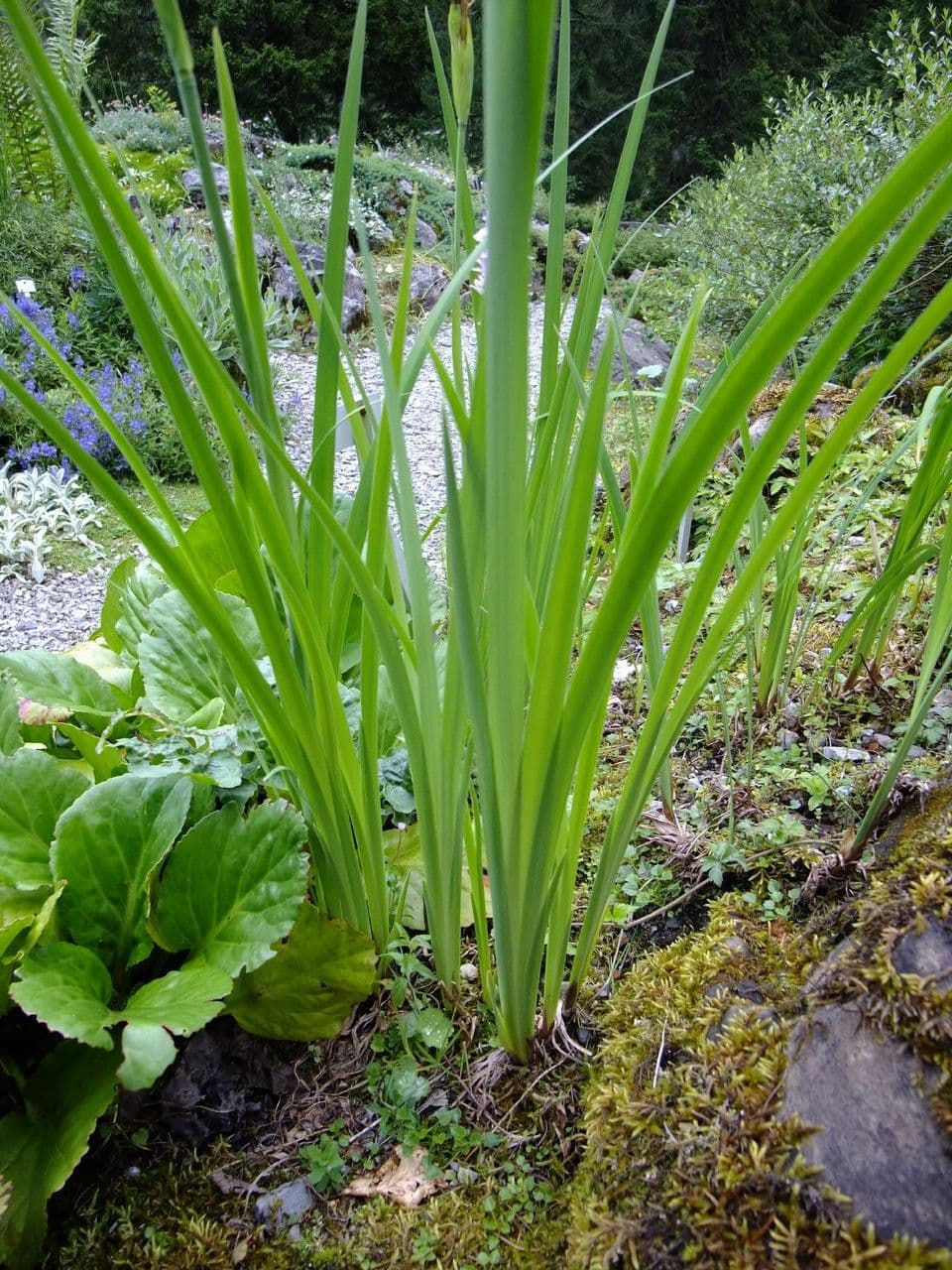 Iris à veines dorées 7