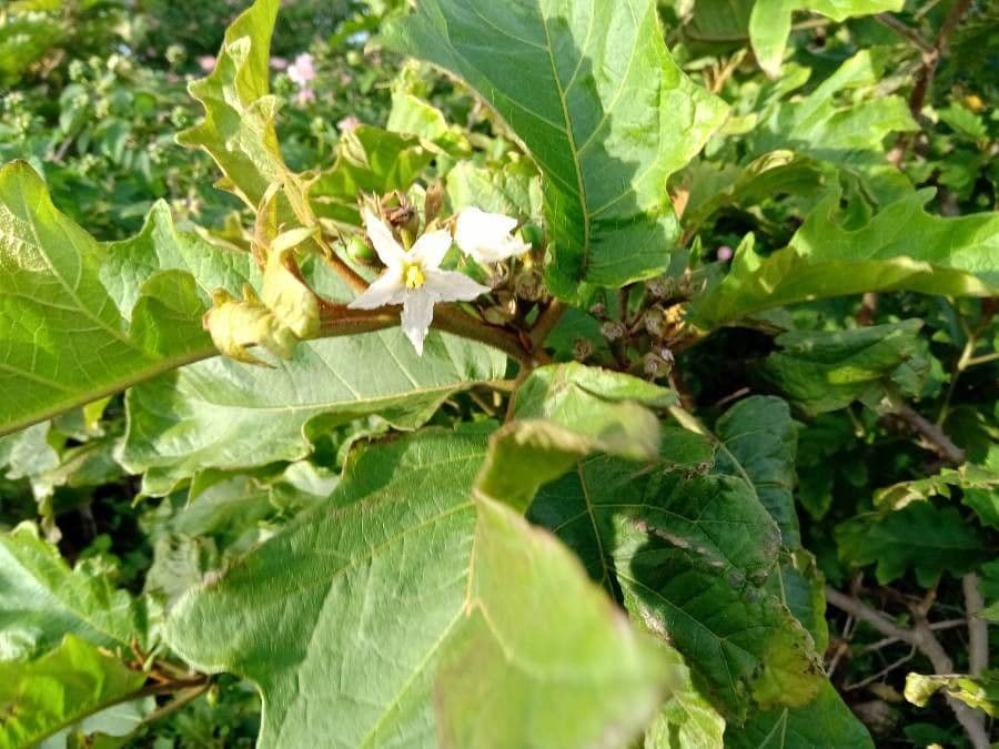 Schlafbeere 7
