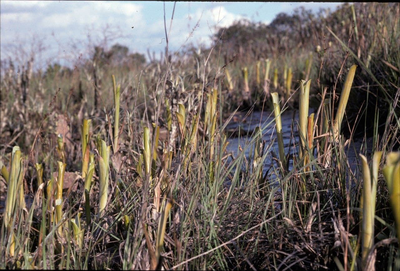 Brocchinia 2