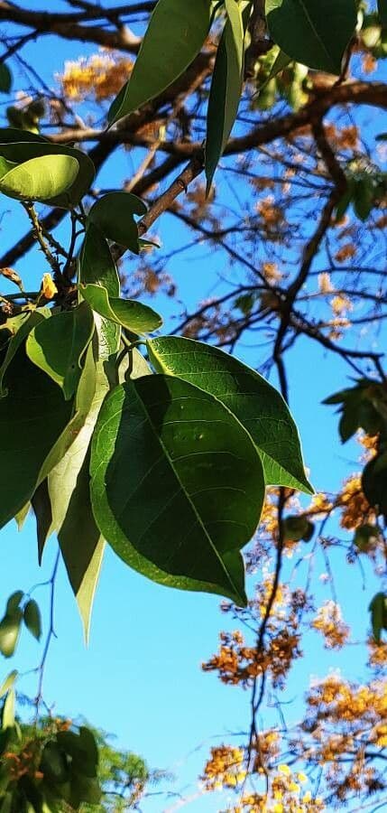 Pterocarpus erinaceus 14