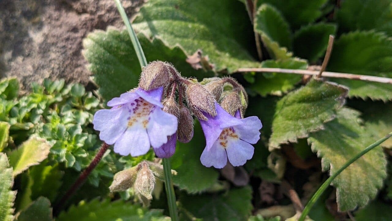 Haberlea 7