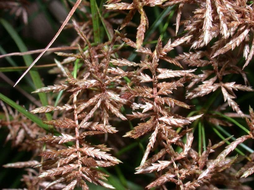 Zigolo gigante 2