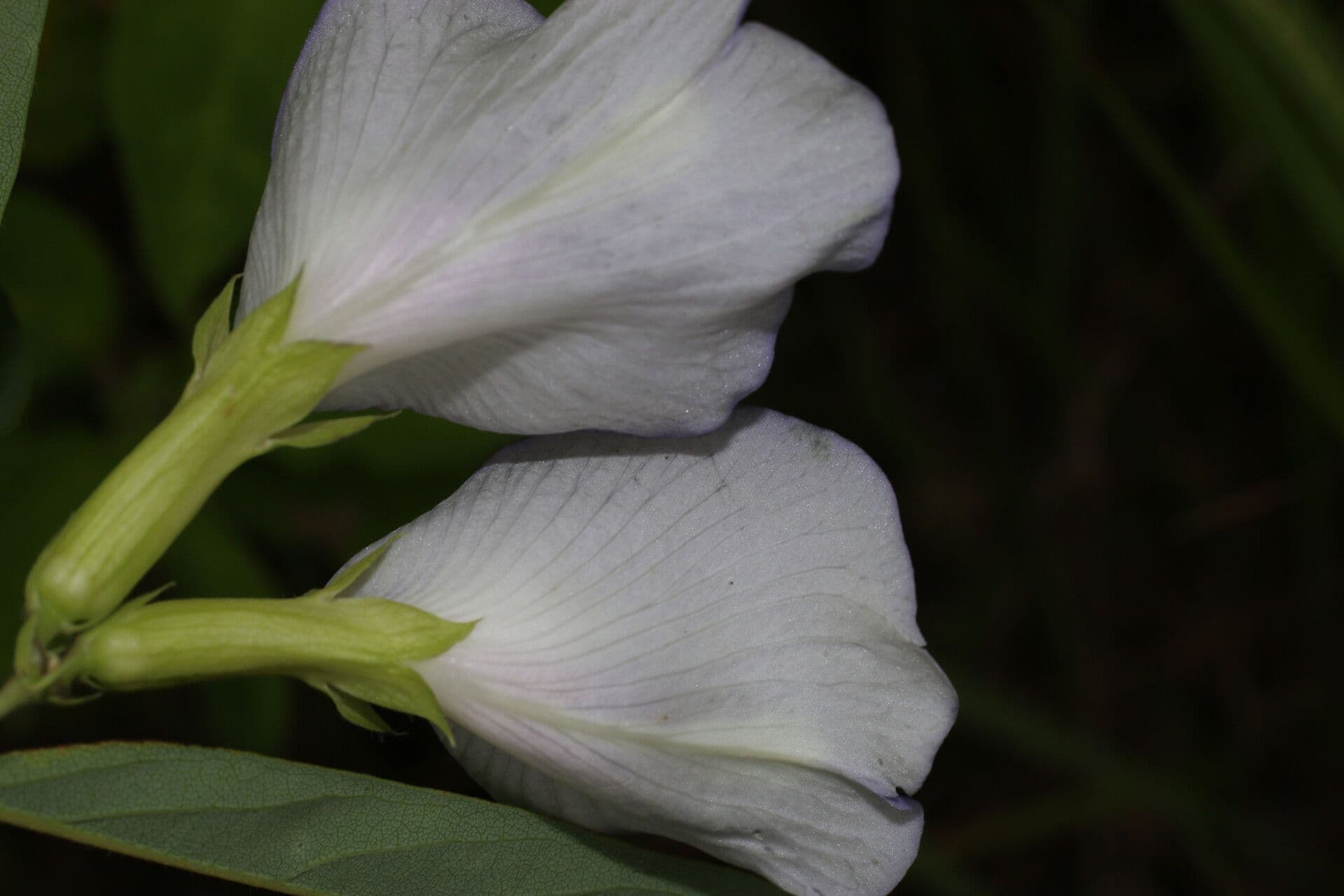 Clitoria guyanensis 4