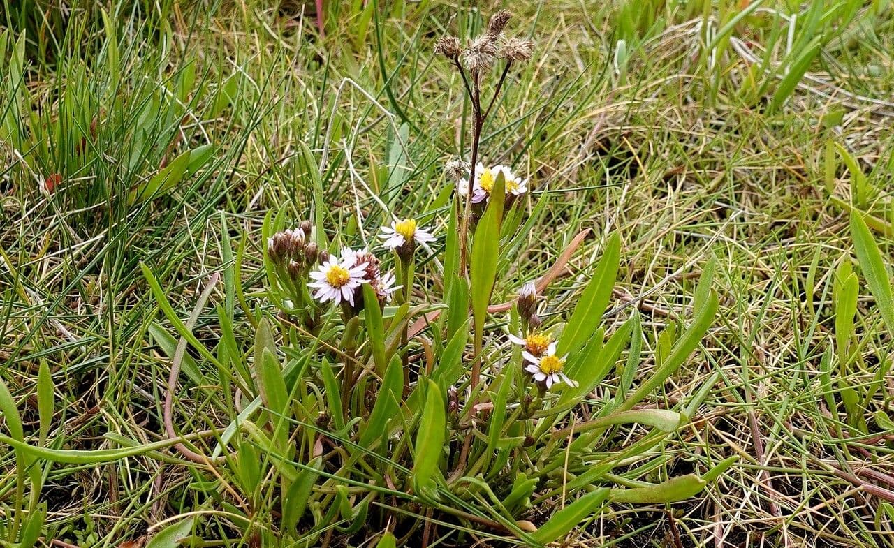 Aster solny 16