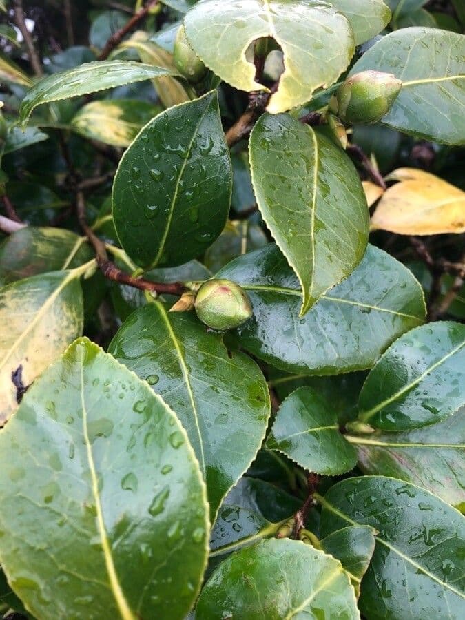 Camelia sasanqua 16