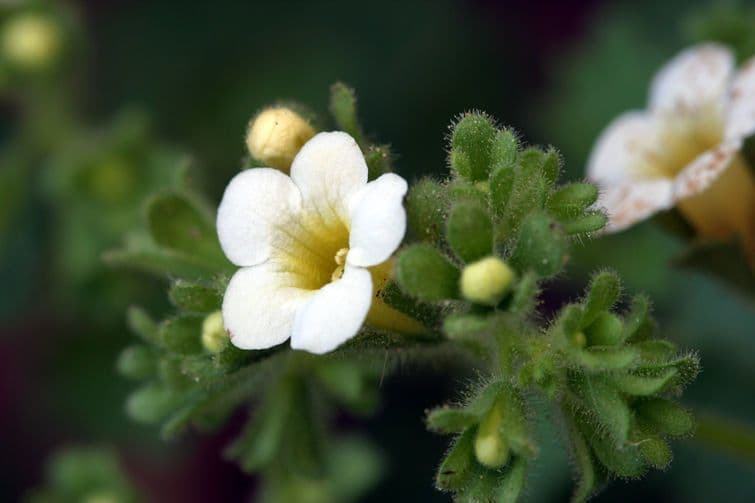 Phacelia 4