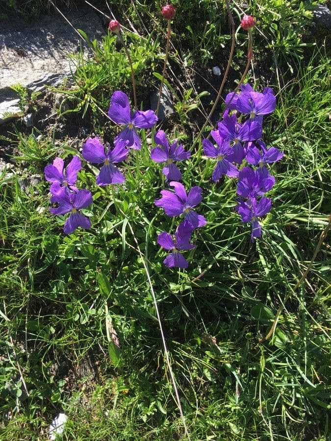 Viola con sperone 2