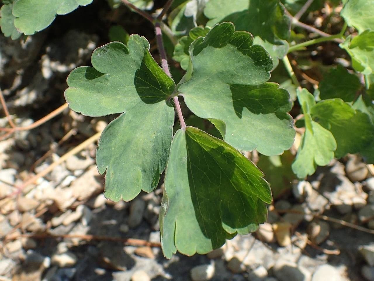 Akelei 9