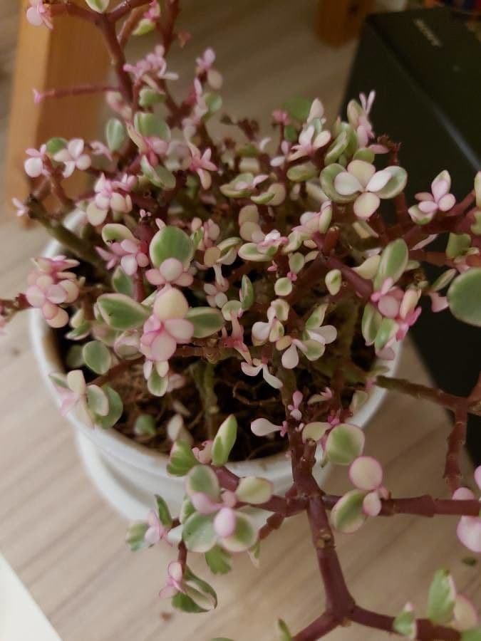 Portulacaria afra 8