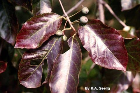 Nyssa sylvatica 8
