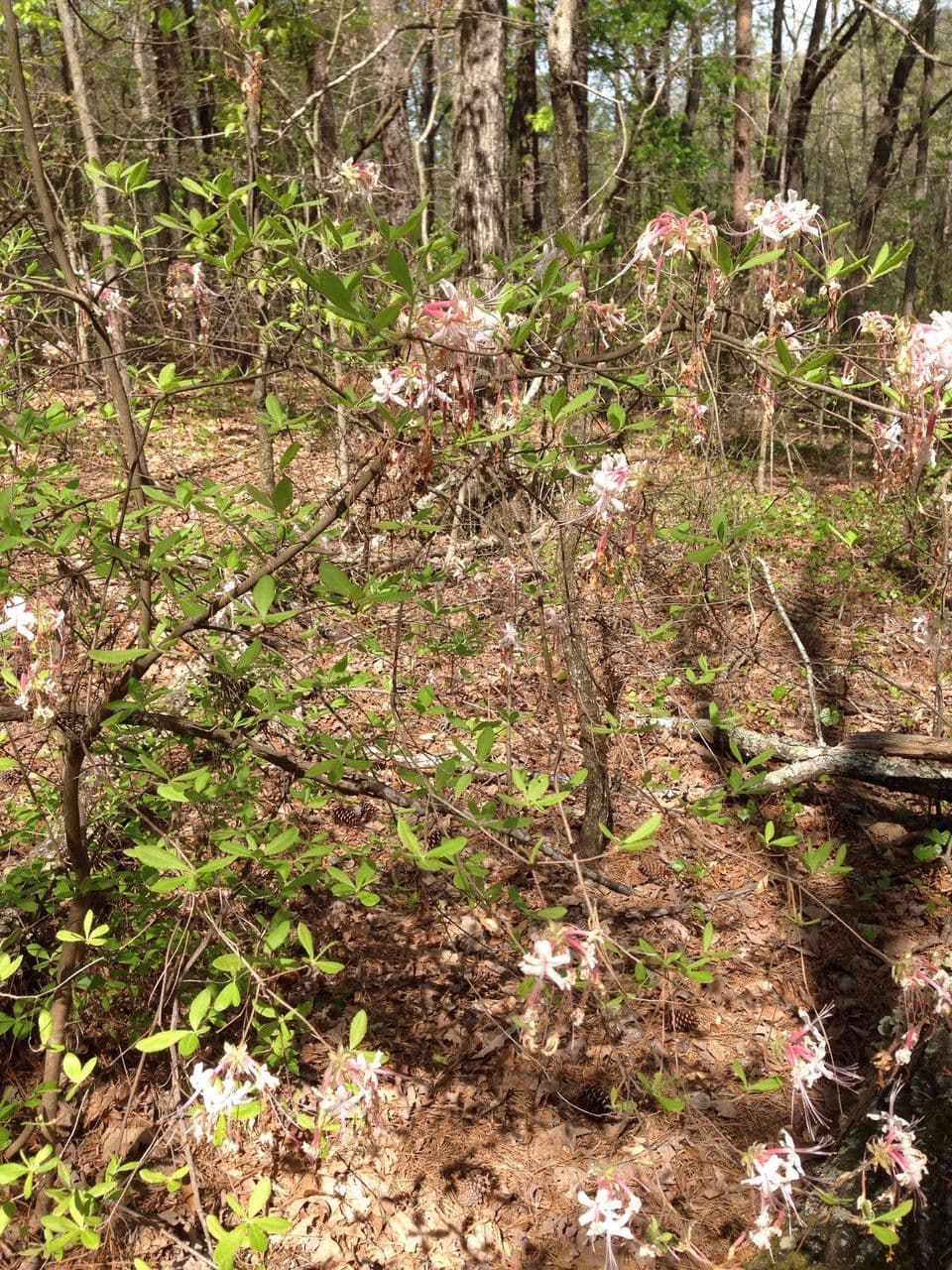 Rododendro 9