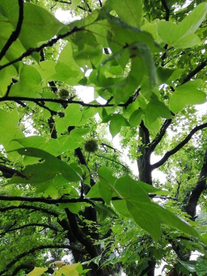 Formosa-Amberbaum 2