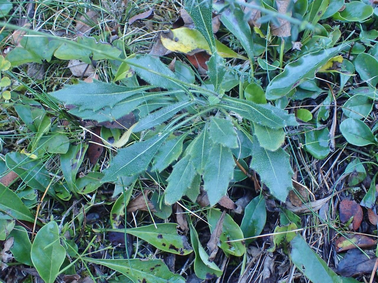 Biscutella 9