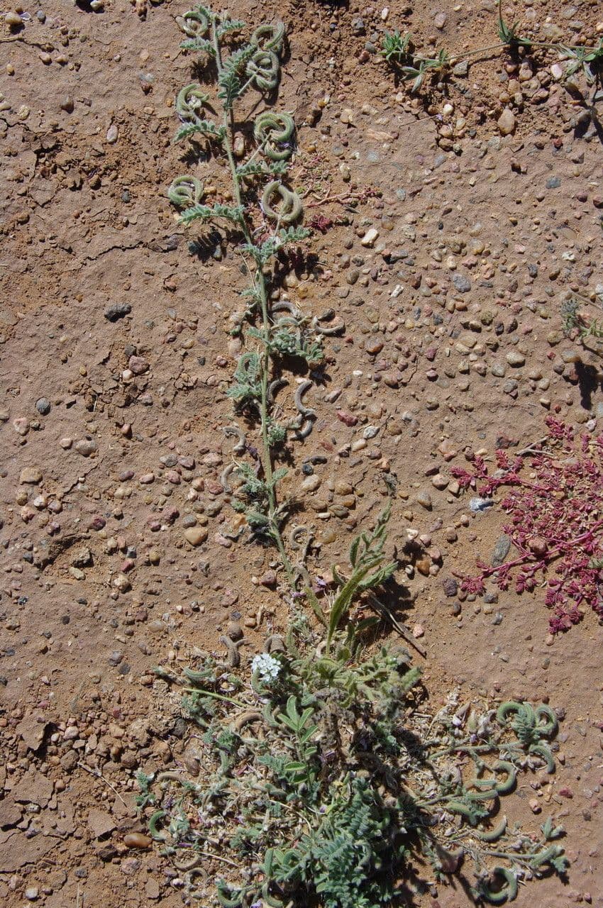 Astragalo 17