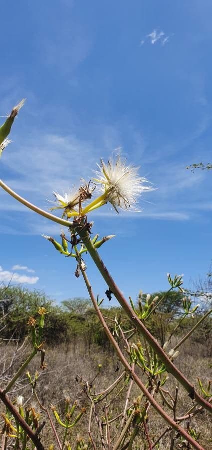 Kleinia odorosa