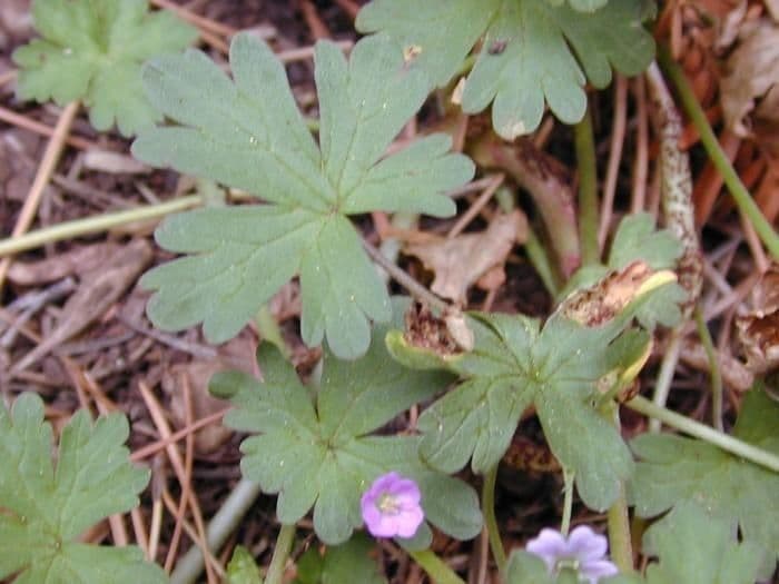Géranium de Homean 11