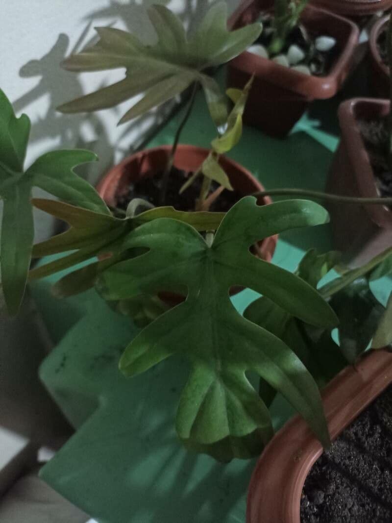 Philodendron 5