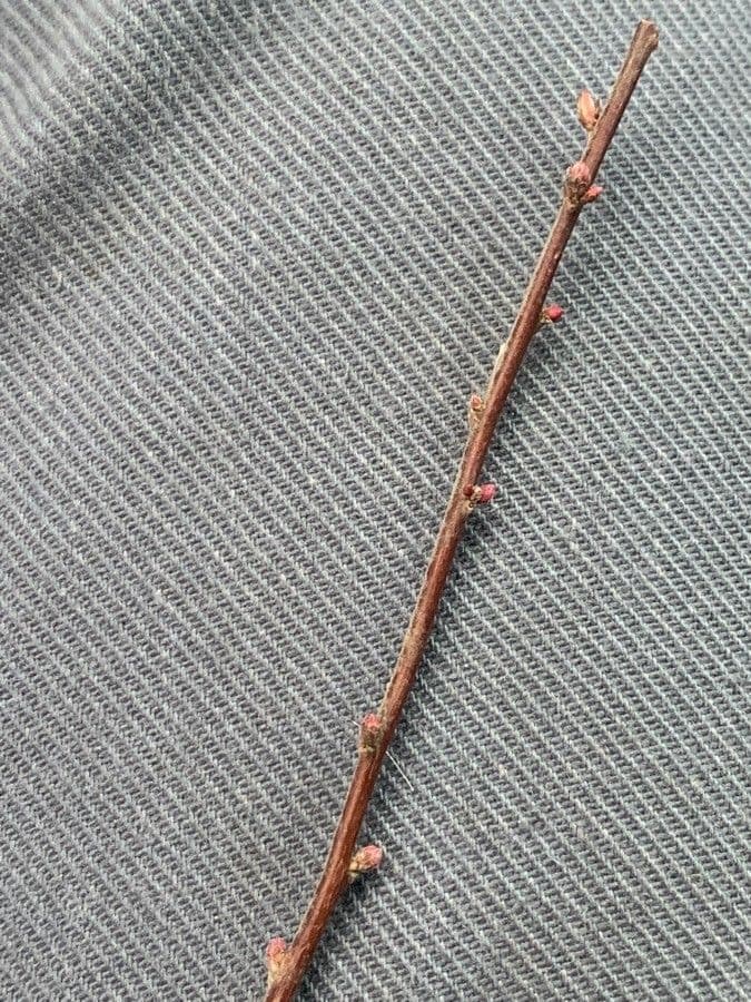 Spiraea ulmifolia 22