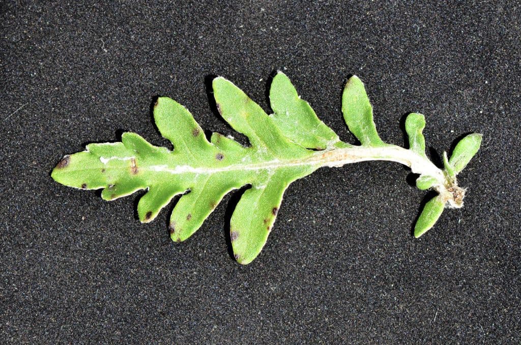 Hymenopappus artemisiifolius 15