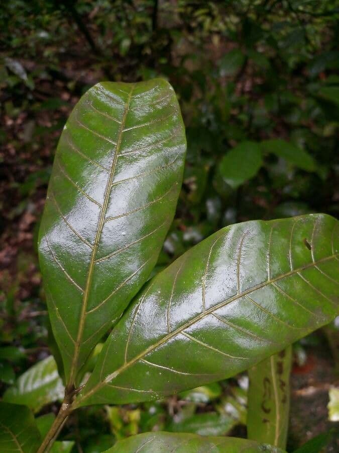 Vouarana 3