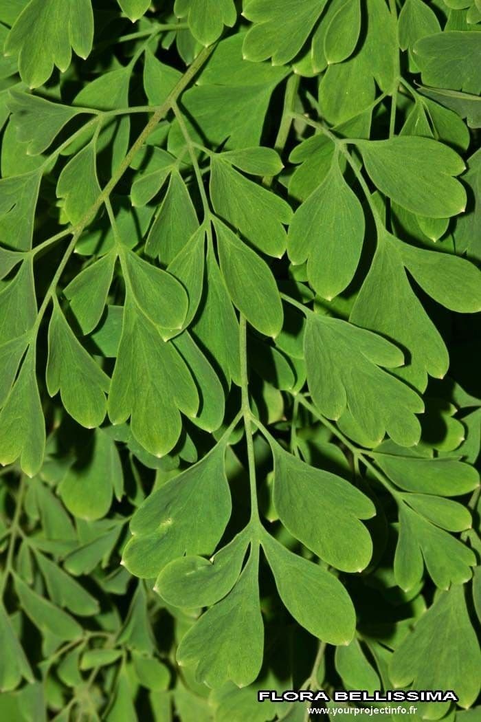 Colombina gialla 22
