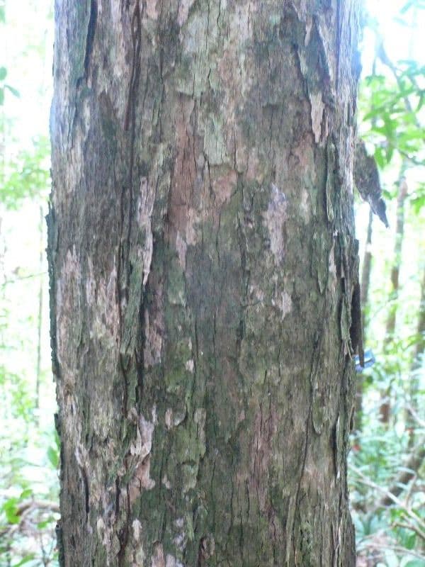 Pouteria 2