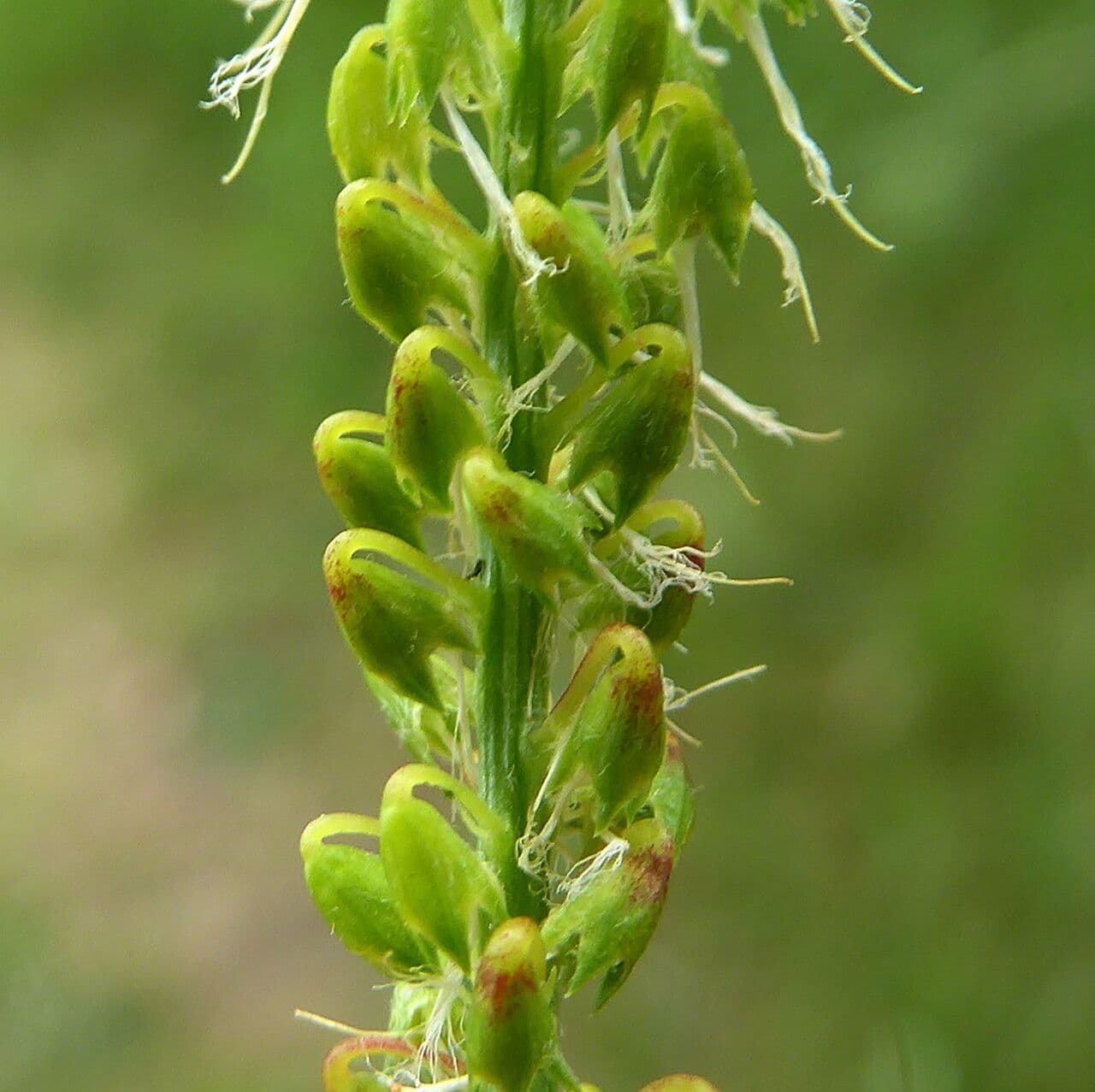 Trifoglio solcato 5