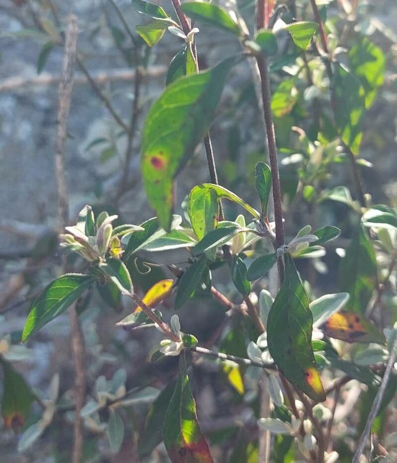 Barleria 13