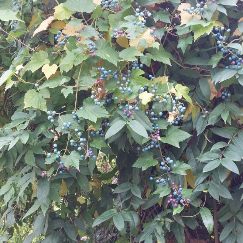 Ampelopsis glandulosa 7