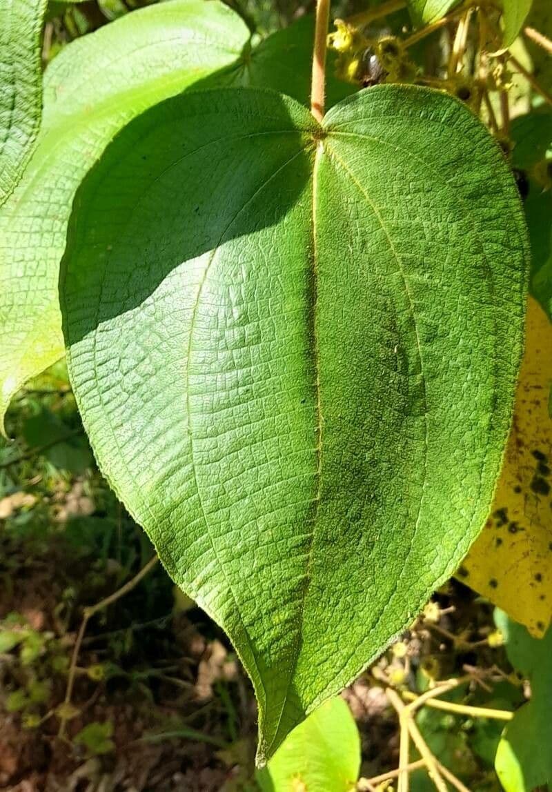 Miconia 4