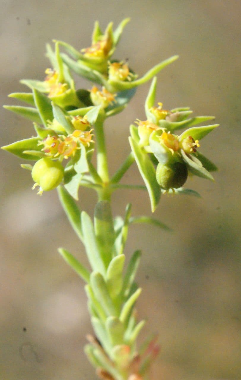 Kleine Wolfsmilch 27