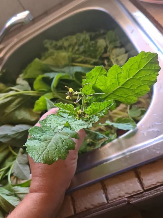 Rabaniza acuática 17