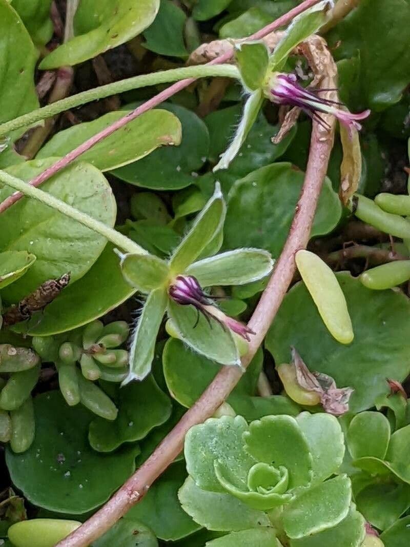 Grauer Storchschnabel