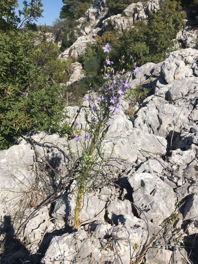 Campanula 8