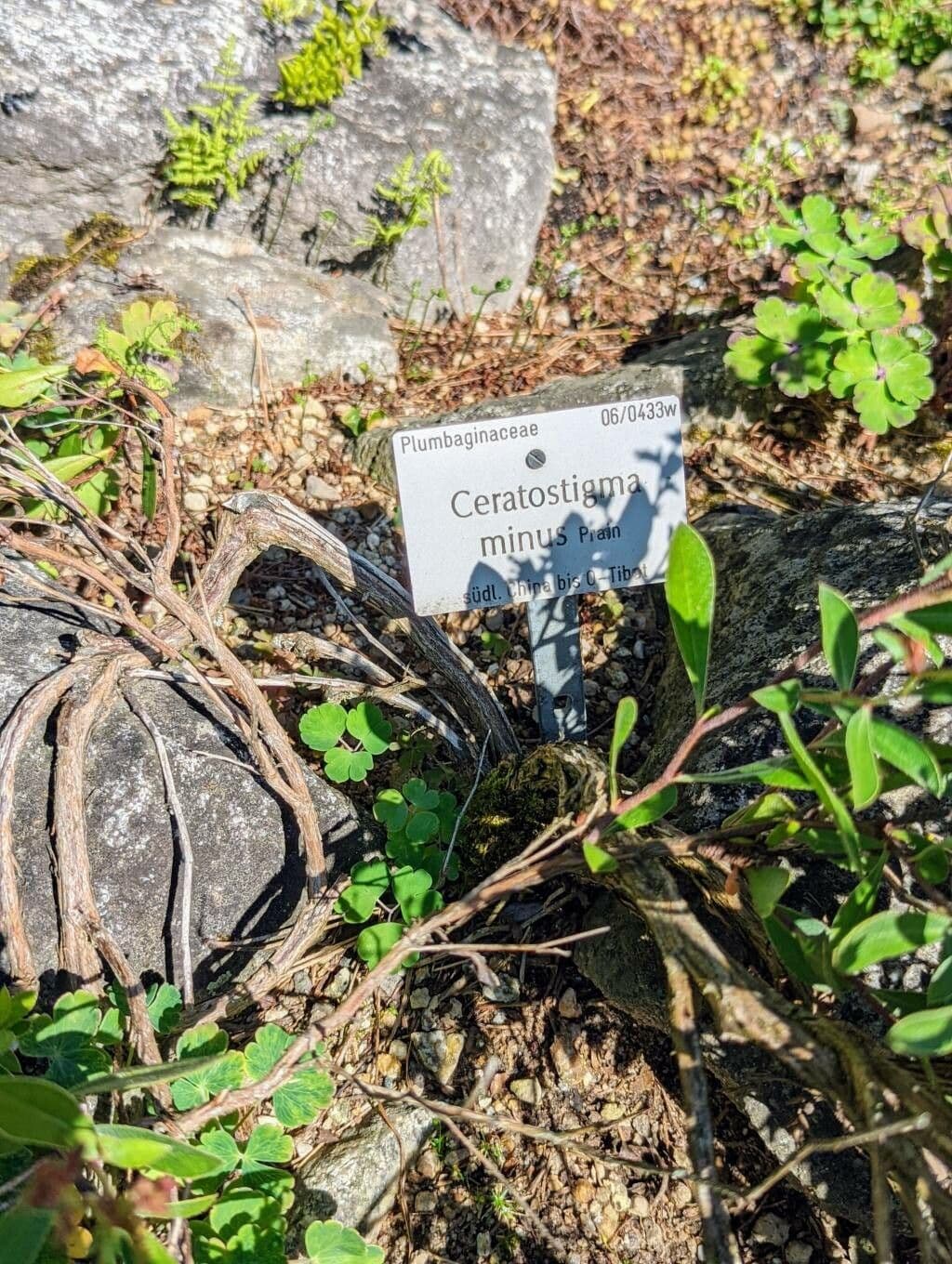 Ceratostigma nano 7