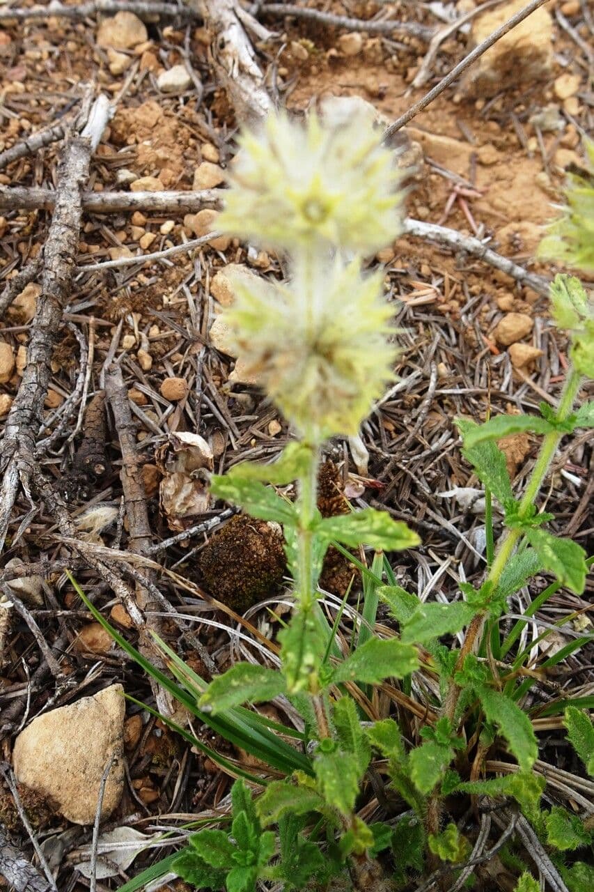 Sideritis hirsuta 14