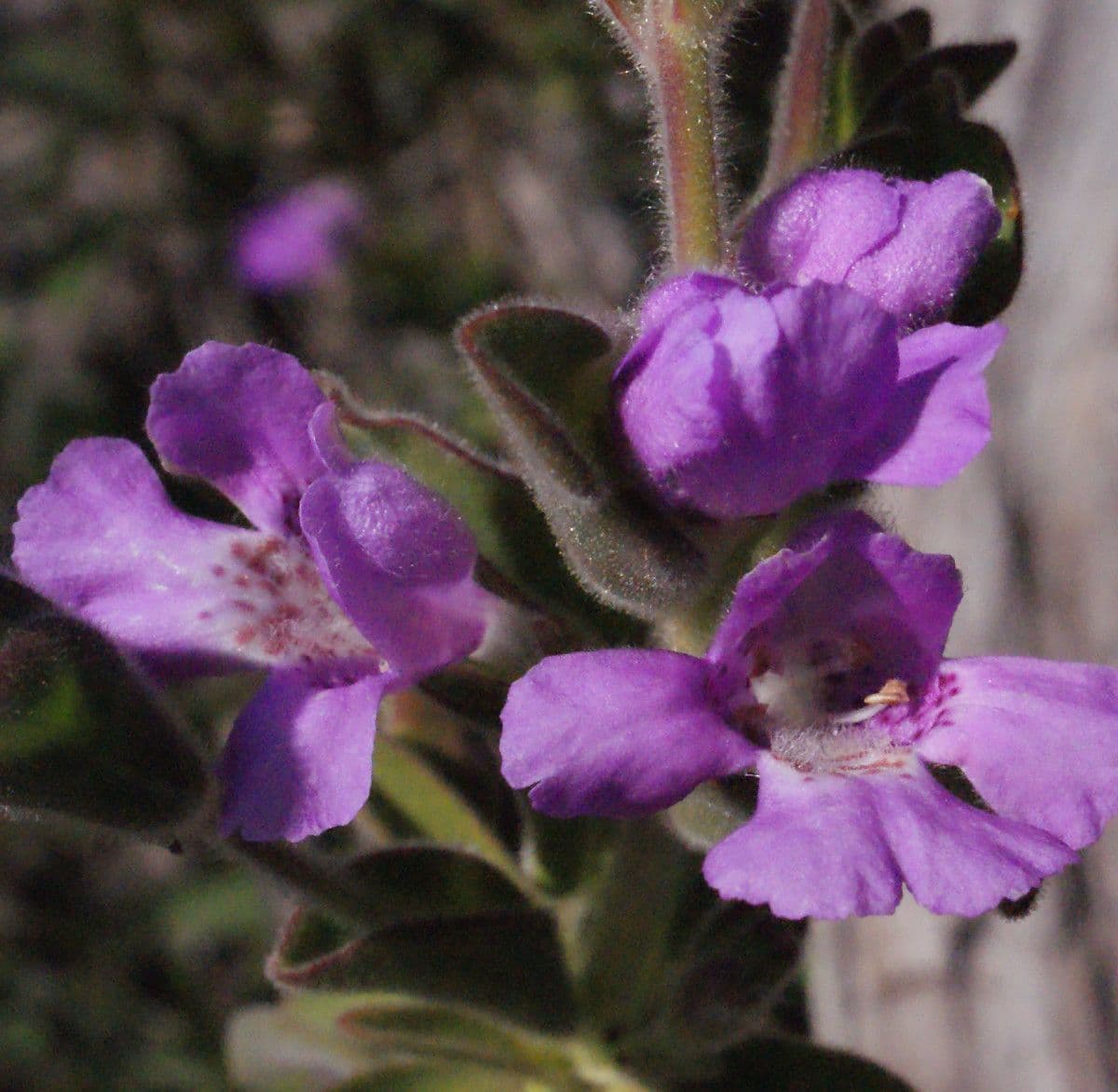 Hemigenia