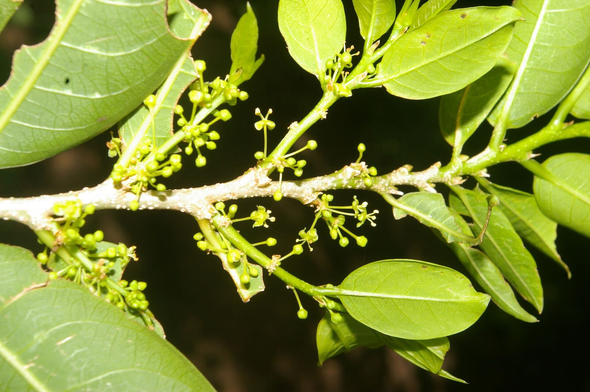 Margaritaria nobilis 7