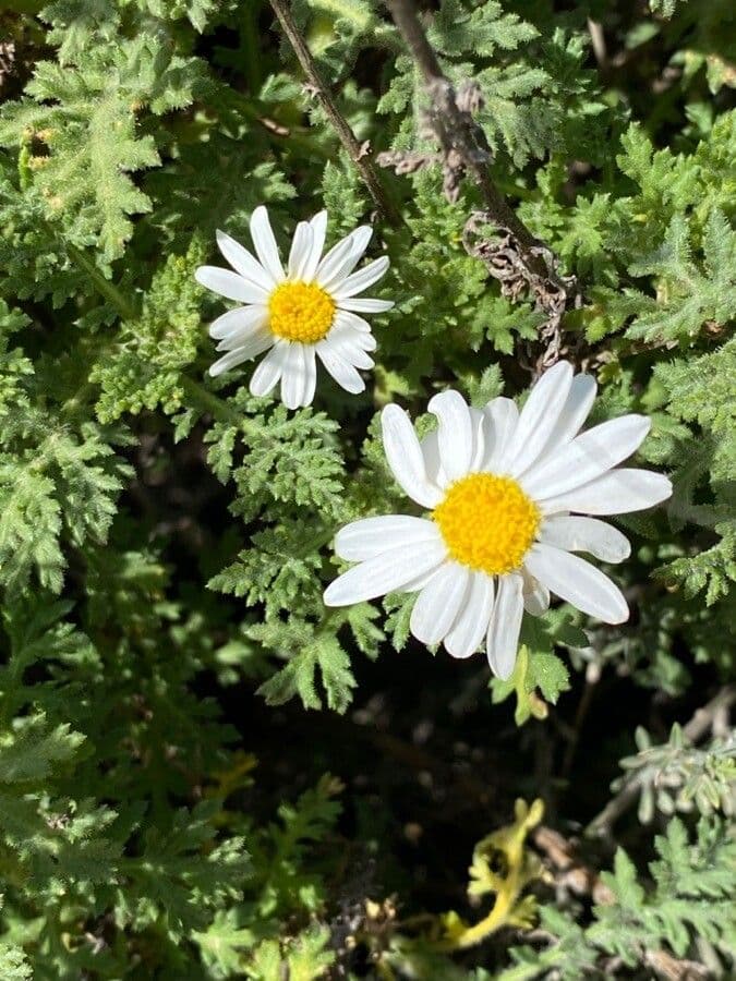 Argyranthemum 5
