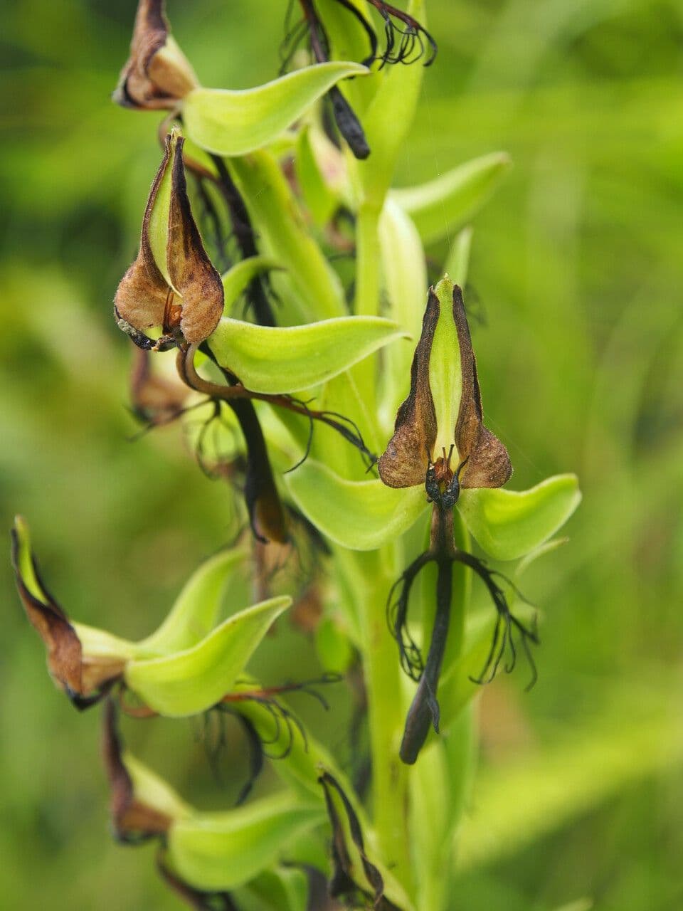 Habenaria