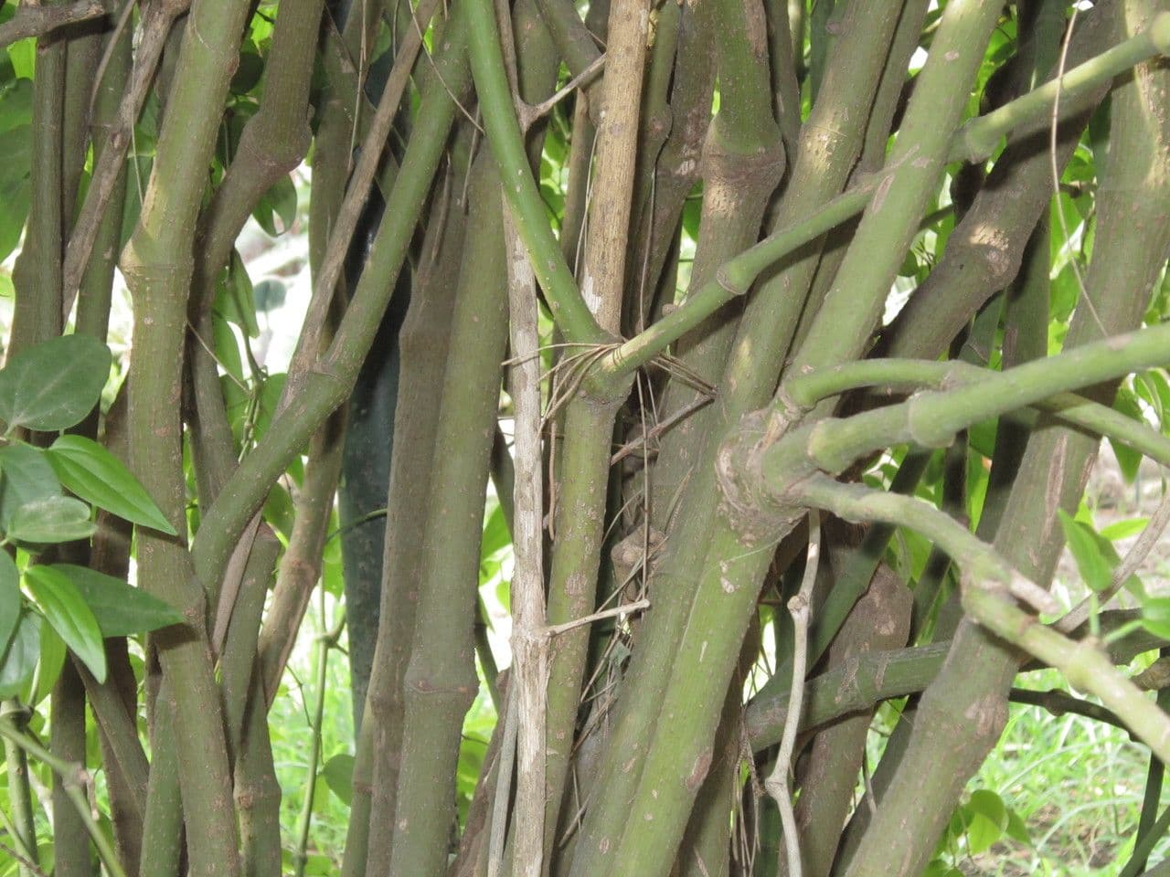 Baum-Pfeffer 14