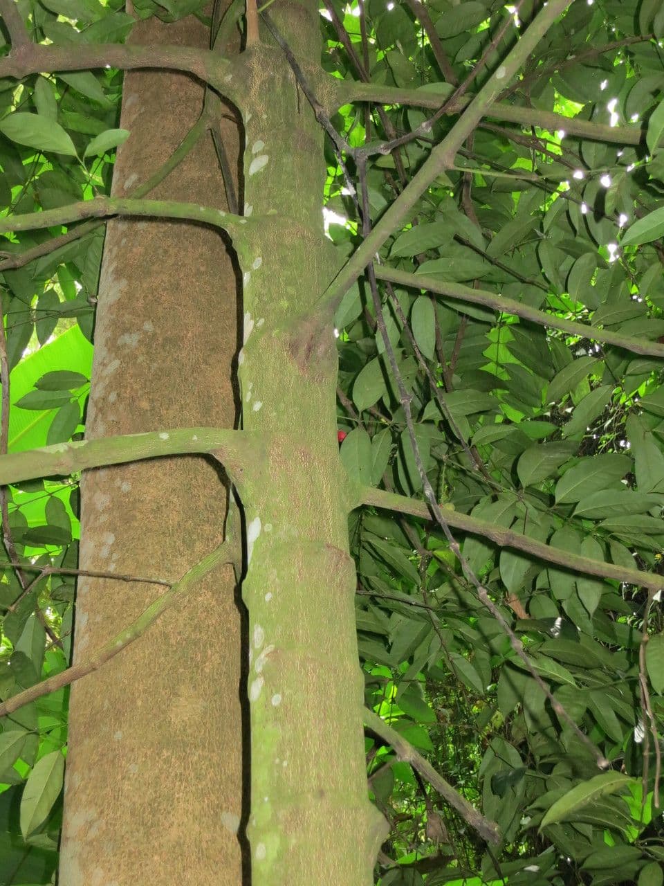 Tabernaemontana pachysiphon 11