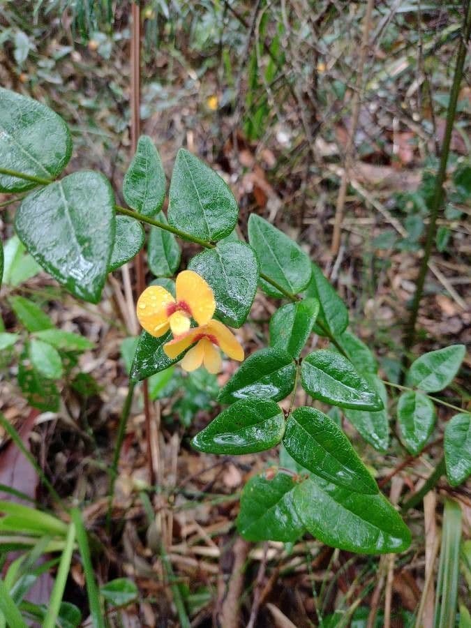 Platylobium formosum 5