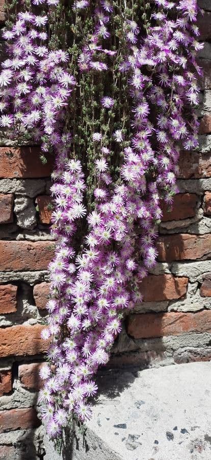 Drosanthemum fleuri 4