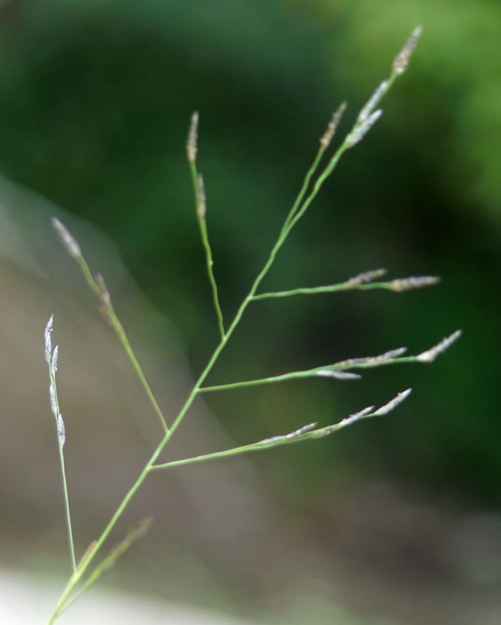 Eragrostis pectinacea 3