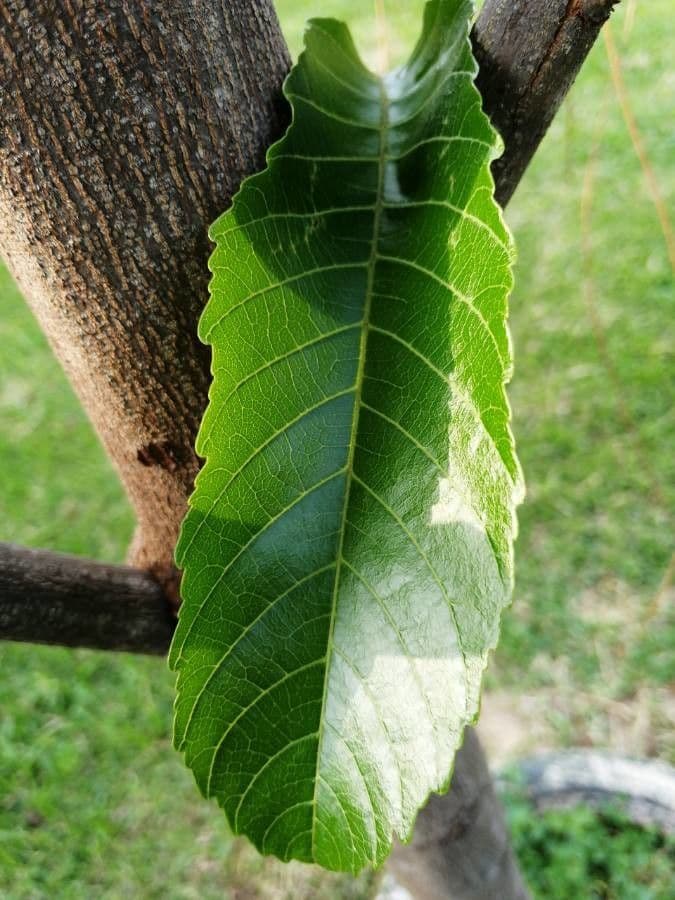 Cupania 13