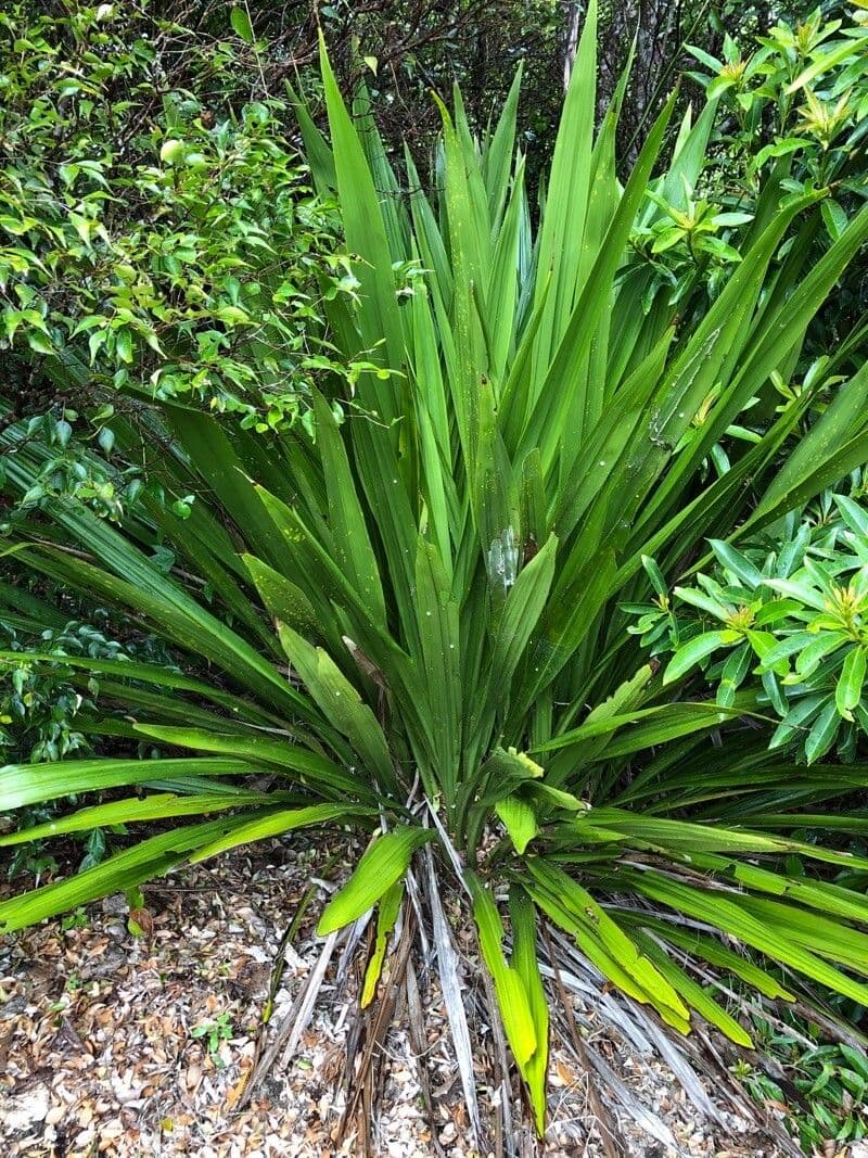 Doryanthes 15