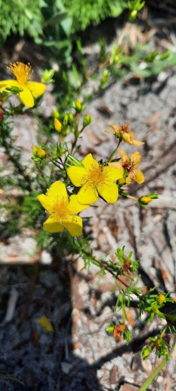 Hypericum fasciculatum 2